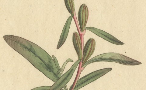 Botanical Engraving of Yellow Loosestrife (Lysimachia) - Rare 1796 Floral Print, close-up 1