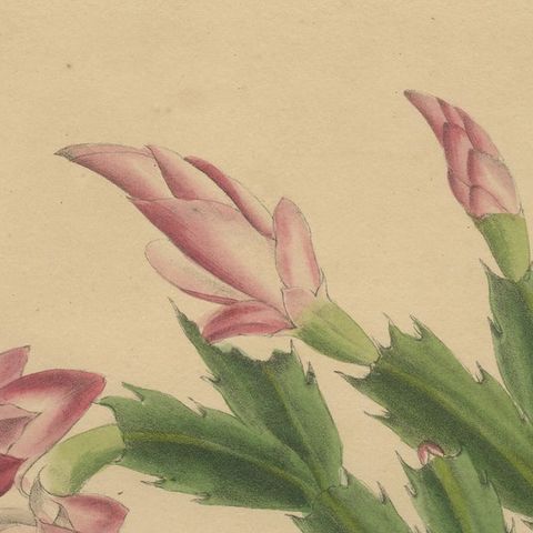 Botanical Beauty: Schlumbergera - The Christmas Cactus, circa 1832, close-up 1