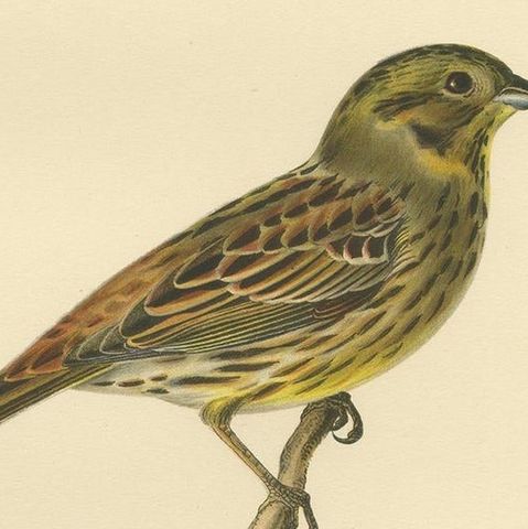 Antique Bird Print of The Yellowhammer by Von Wright, 1927, close-up 2
