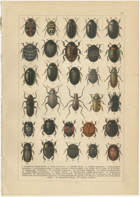 Museum Style Beetle Specimen Plates, Victorian Entomology Prints, Set of 8, view 8