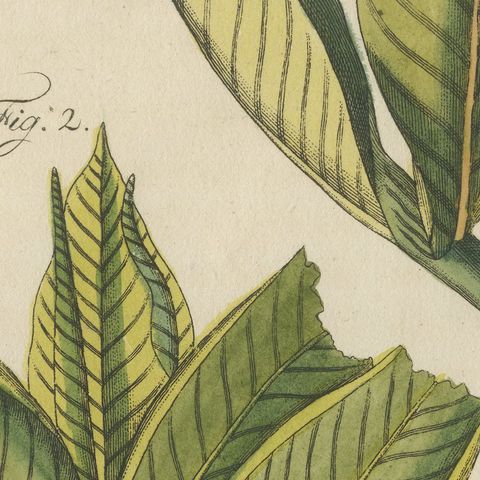 Zedoary and Grains of Paradise Spice Plants, Antique Bertuch Print, circa 1805, close-up 4