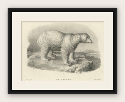 The Polar Bear from 'The Mammals' Natural History Lithographs, Published in 1836, shown framed