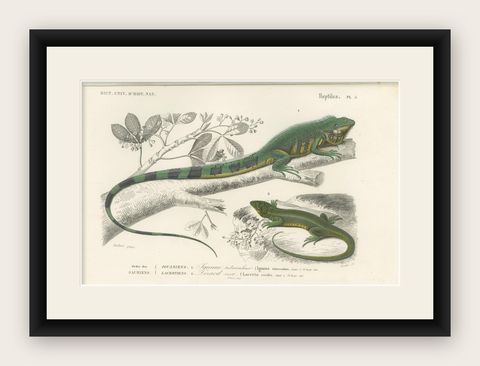Antique Print of the Green Iguana and European Green Lizard, shown framed