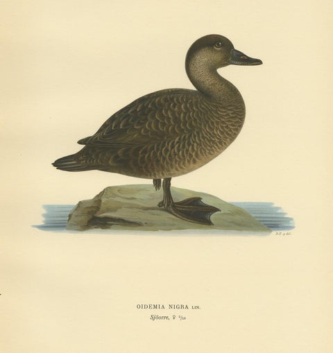 Antique Bird Print of a Female Black Scoter by Von Wright, 1929, view 2