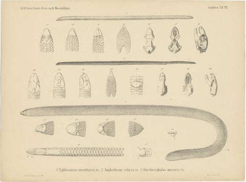 Set of 2 Antique Prints Illustrating the Anatomy of Various Amphibians, view 2