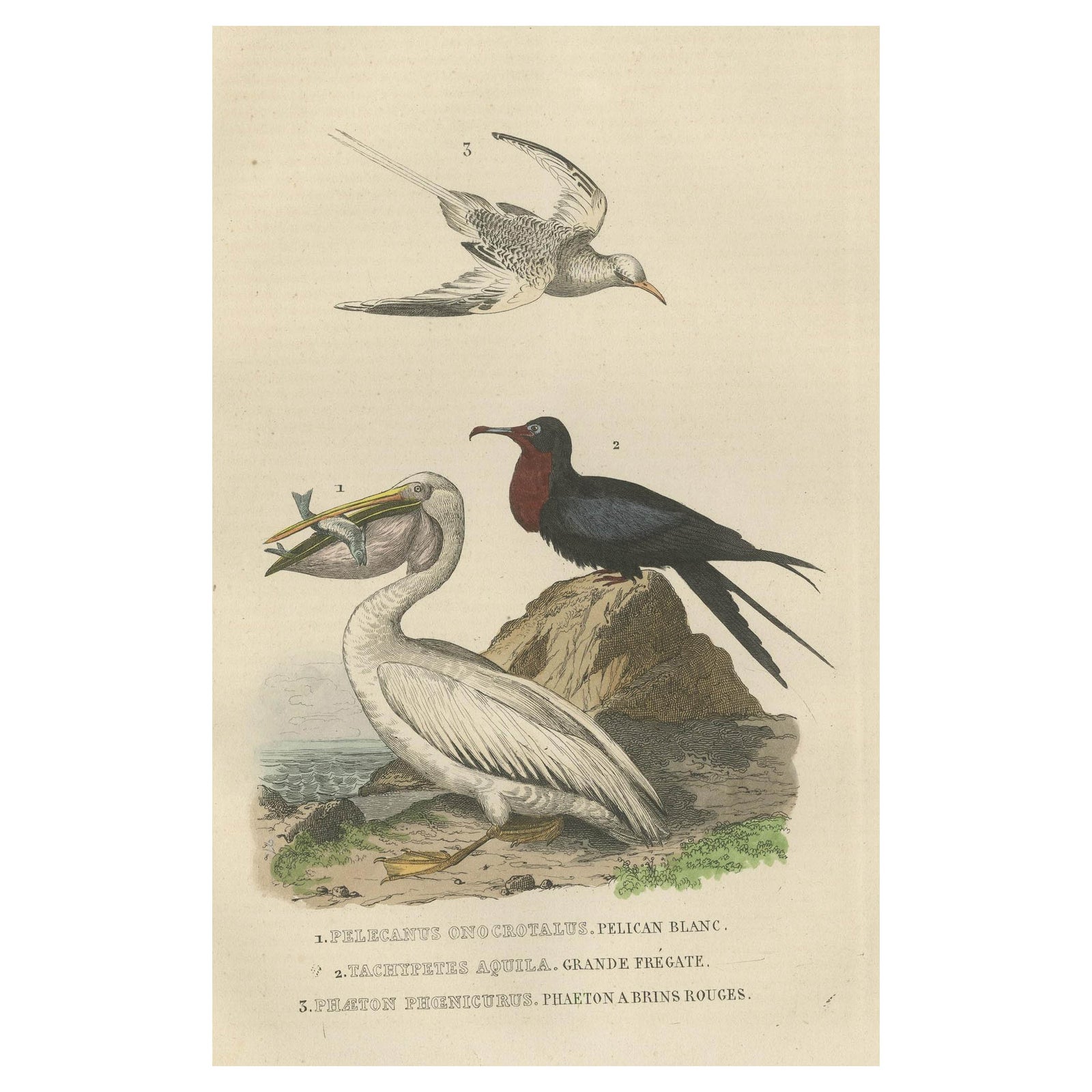 Hand-colored Print of a White Pelican, Frigate Bird and Red-Tailed Tropic Bird