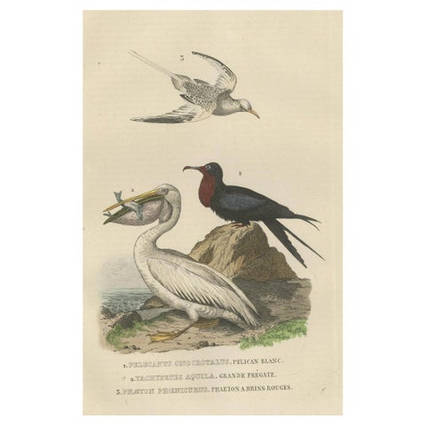 Hand-colored Print of a White Pelican, Frigate Bird and Red-Tailed Tropic Bird