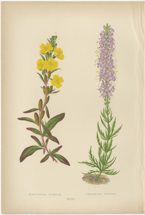 Antique Botanical Triptych with Erythronium Americanum and Bellflower c1870, view 3