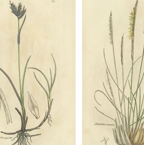Set of 8 Antique Botanical Engravings of Cottongrass and Coastal Grasses, c.1830, close-up 1