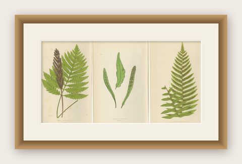 Antique Hand-Colored Fern Prints - Onoclea, Fadyenia, Cyclopeltis - 19th Century, shown framed