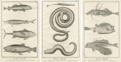 Rare 18th Century Fish Prints, Histoire Naturelle Engravings, ca.1770, view 5