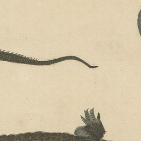 Antique Print of Various Reptiles like a Crocodile, Iguana, Lizzard, c.1852, close-up 2