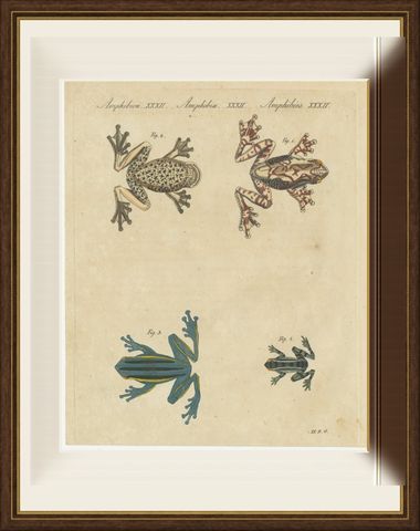 Four Colourful Tree Frogs, Antique Bertuch Print, Vienna, circa 1815, shown framed