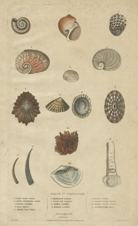 Old Print of Univalve 'Gastropod' Species; Ear Shells, Limpets, Etc., 1787, close-up 1