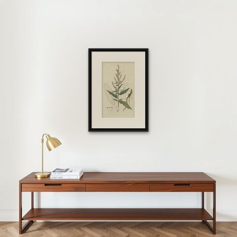 Antique Print of a the Plant Named The Rumex Acutus or Sharp-Pointed Dock, c1800, shown framed on a wall
