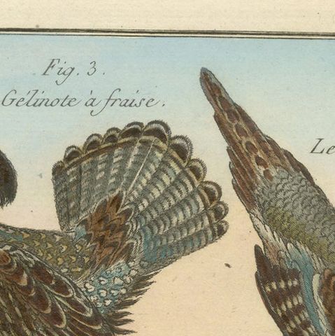 Authentic, Brightly Hand-Colored, Rare Copper Engraving of Four Birds (1792), close-up 1