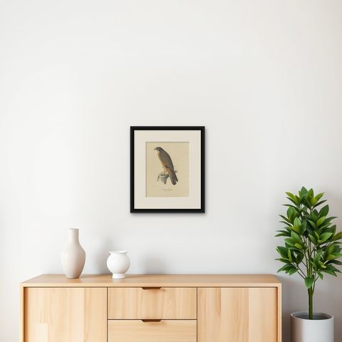 Antique Bird Print of the Grasshopper Buzzard by Severeyns, c.1850, shown framed on a wall