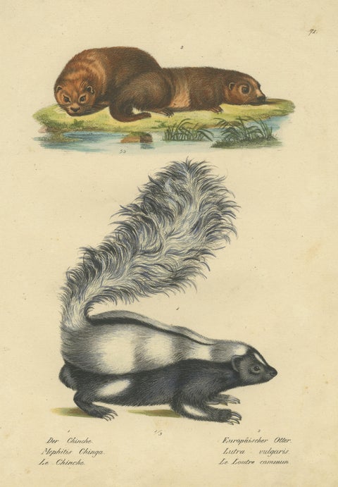 Antique Hand Colored Print of a Skunk and European Otter, view 3