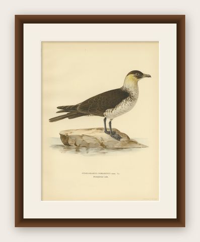 Antique Bird Print of the Pomarine jaeger by Von Wright, 1929, shown framed