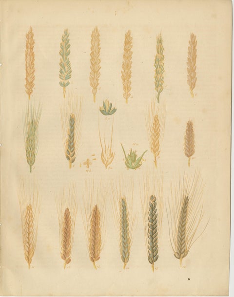 Antique Wheat and Barley Botanical Plates, Agricultural Crops, Calwer 1852, view 3