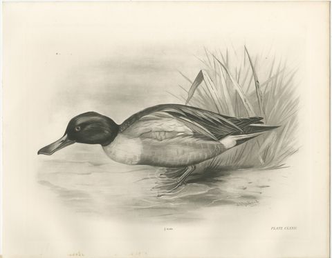 Drake on the Water, Antique Bird Print after Lilian Medland, circa 1909, view 2