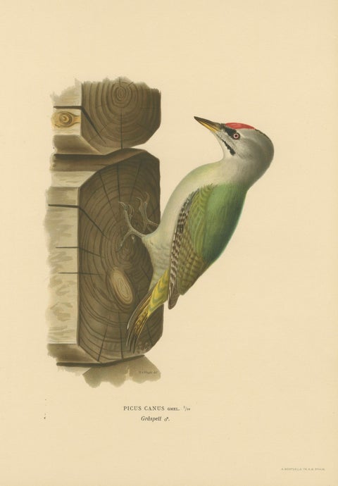 Grey-Headed Woodpecker on Timber Post, Swedish Bird Print, 1929, close-up 1
