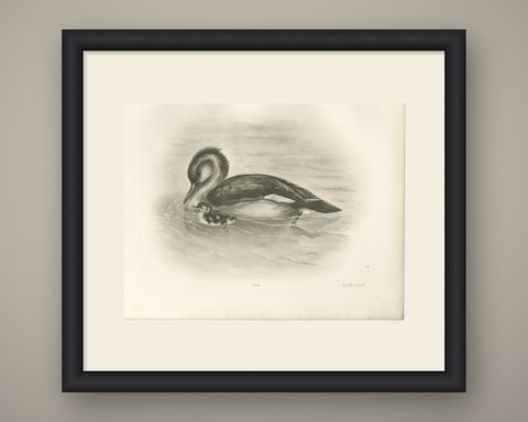 Merganser and Young, Antique Bird Print after Lilian Medland, circa 1909, shown framed