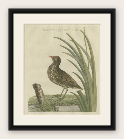 Antique Bird Print of the Male Water Rail Sepp & Nozeman, 1797, shown framed