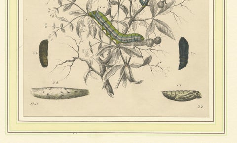 Lithograph of Insect Life Cycles, Moths, Bees, and Caterpillars with Host Plant, close-up 1