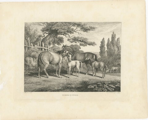 Mares & Foals Engraving, Original Georgian English Equestrian Print, 1799, view 2
