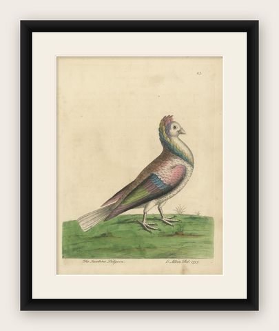 Antique Bird Print of a Jacobin Pigeon, Hand-Colored in 1740, shown framed