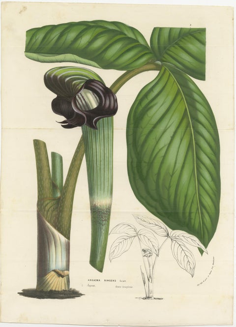 Cobra Lily: Hand-Colored Lithograph by Louis van Houtte, 1855, view 2