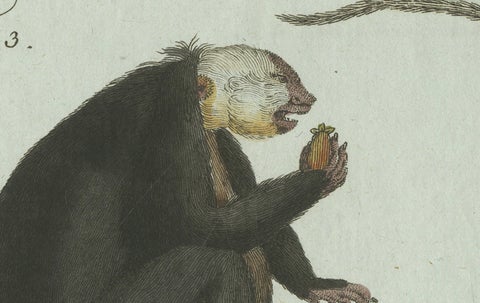 Original Antique Print of Five Monkeys and Tamarins by Bertuch, 1802, close-up 5