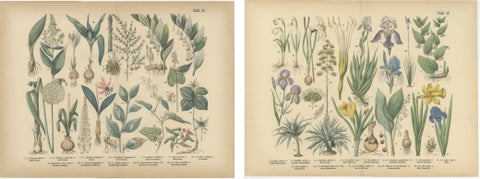 Antique German Botanical Atlas Plates, Tafel 17–18, Lilies & Irises, 1885, view 4