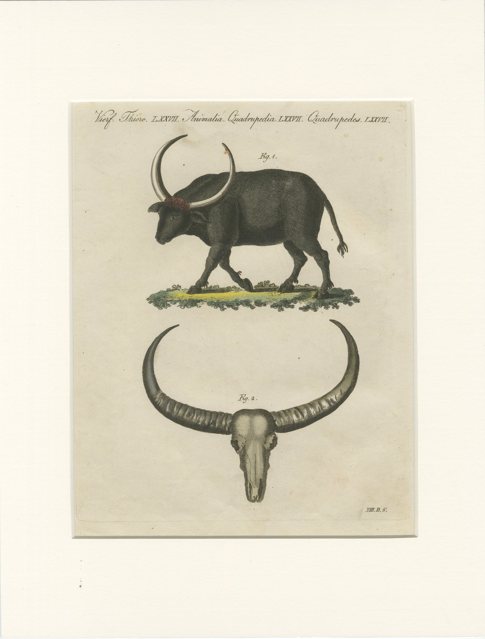 Antique Wild Buffalo & Long Horns Engraving, Bertuch, c. 1810