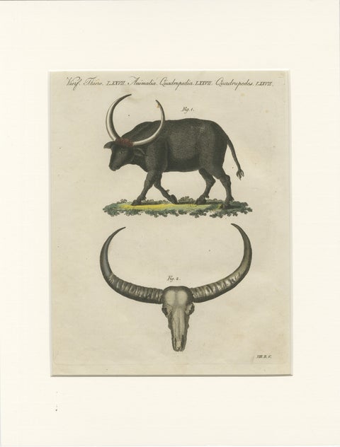 Antique Wild Buffalo & Long Horns Engraving, Bertuch, c. 1810