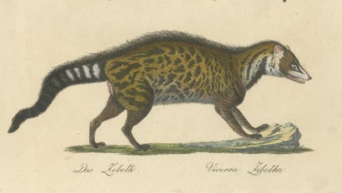 Egyptian Mongoose, Genet & Civet, Brodtmann Natural History Lithograph, 1816, close-up 3