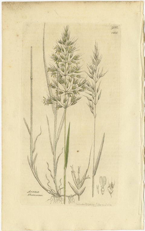 Set of 8 Antique Botanical Engravings of Avena, Arundo & Meadow Grasses, c.1830, view 7