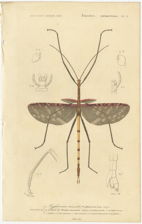 Antique Orthoptères Pair, Grasshoppers & Locusts, Elegant French Prints, 1800, view 2