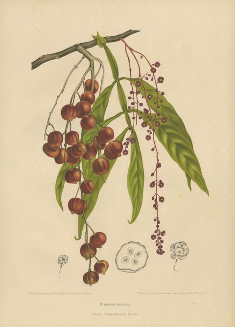 Original Antique Winged Lychee Botanical Print by Hoola van Nooten, 1880, close-up 1
