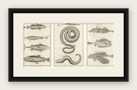 Rare 18th Century Fish Prints, Histoire Naturelle Engravings, ca.1770, shown framed