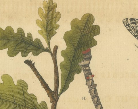 English Moths on Oak & Elm, Hand-Colored Entomology Engraving, Albin 1720, view 3