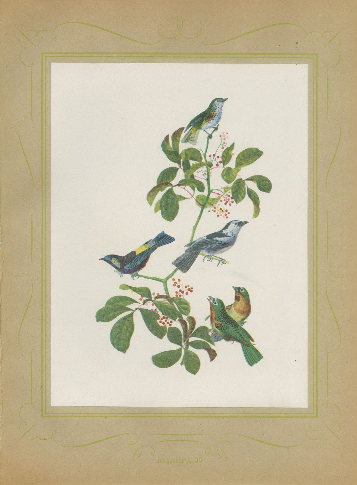 Tanagers, Honeycreepers and Berries, Brazilian Bird Print, Descourtilz, 1944