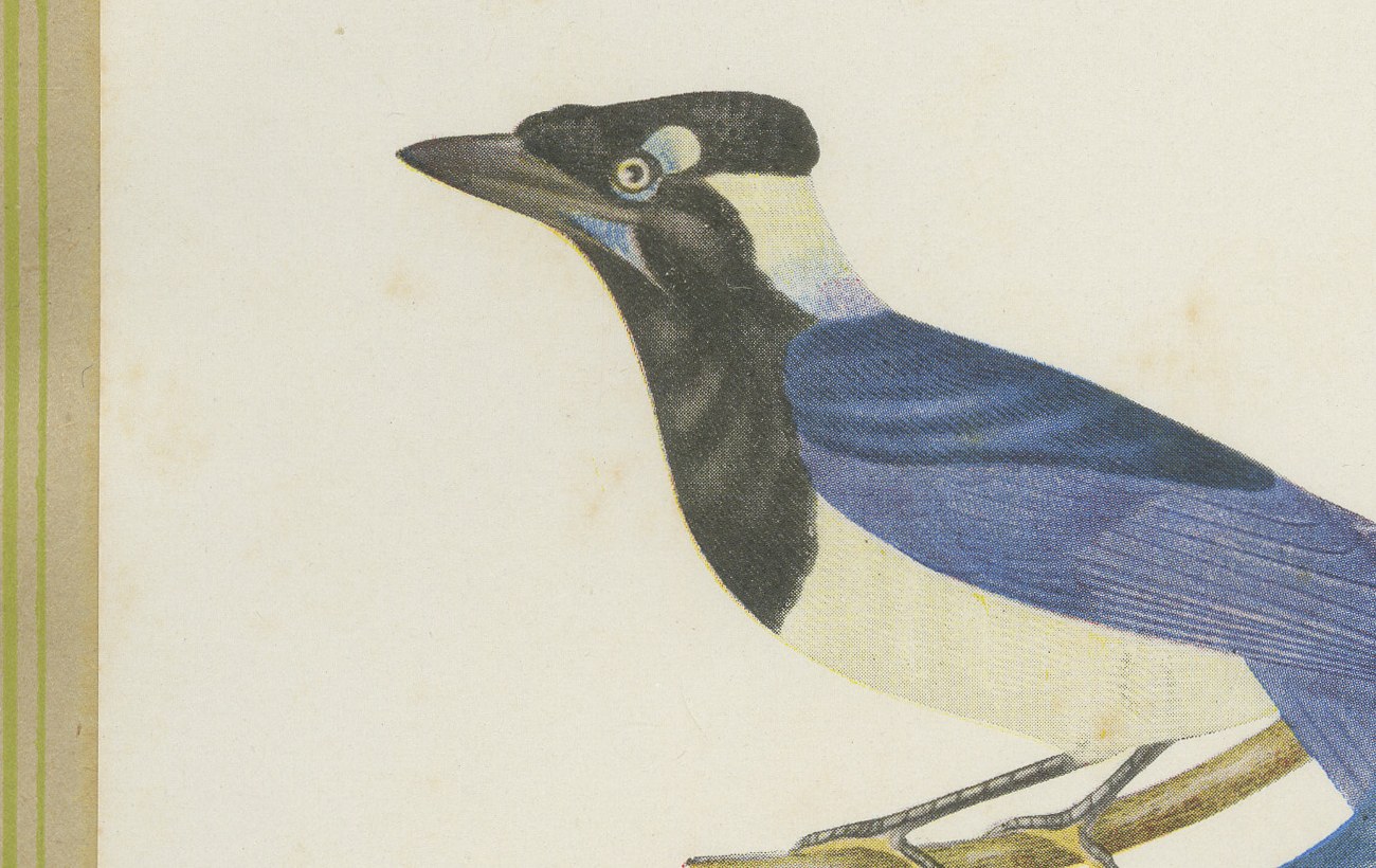 Jays, Brazilian Bird Print, Descourtilz, 1944, view 3