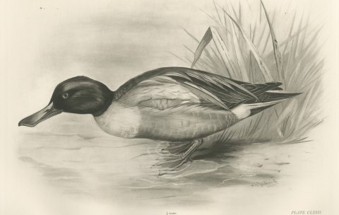 Shoveler Drake at the Water's Edge, Plate CLXXII after Lilian Medland, c. 1909, close-up 1
