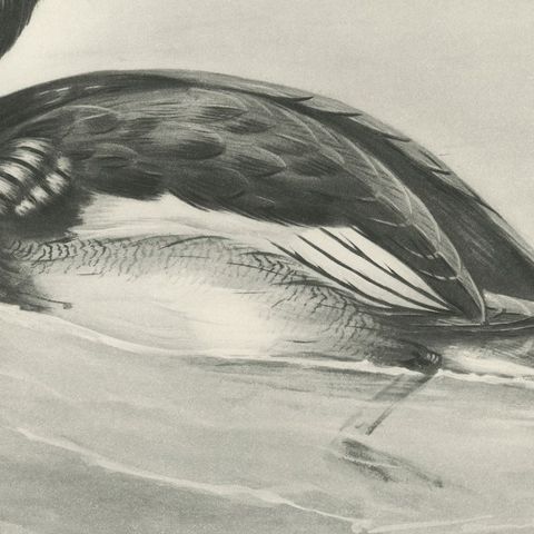 Red-Breasted Merganser, Antique Bird Print after Lilian Medland, circa 1909, close-up 3
