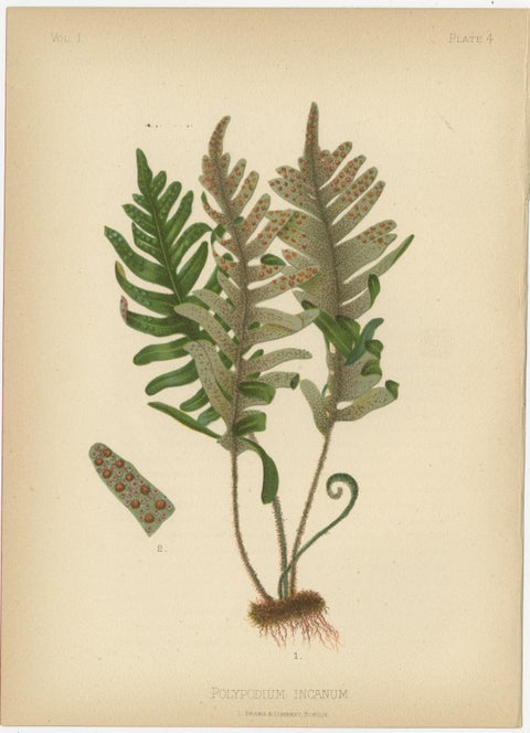 Native US Flora - Six Original Botanical Chromolithograps, 1879, view 5