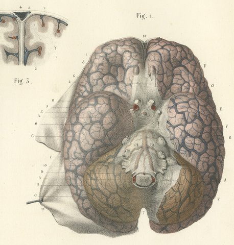 Veins of the Cerebral Hemispheres, Antique Hirschfeld Anatomy Print, 1866, view 4