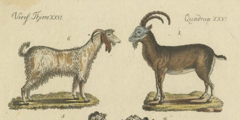 Antique Handcolored Engraving of Domestic Goats, c.1800, close-up 4