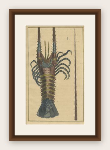 Colored Antique Engraving of a Lobster, 1726, shown framed